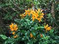 Golden Yellow Cape Honeysuckle / Tecomaria capensis 